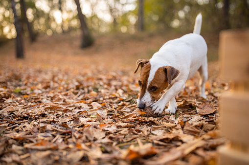 Beautiful Jack Russel terrier chewing pine cone in nature on autumn day.