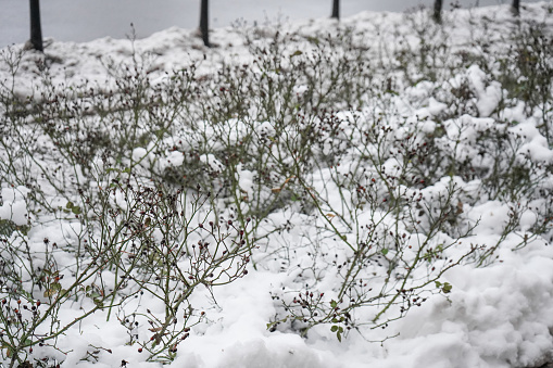 rose bushes covered with snow