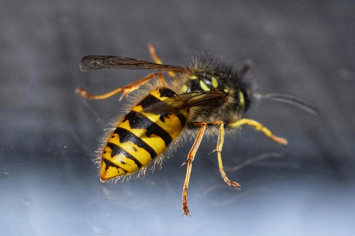 A common wasp against a wet window.