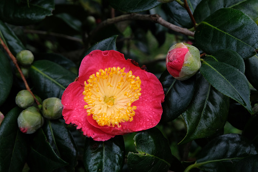Camellia flower with dew close up