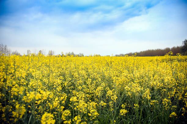 istock Oilseed field 1461105858