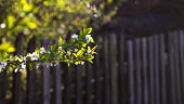istock Defocus fresh spring branches of cherry tree with flowers, natural floral easter background. Beautiful blossoming tree. Copy space. Spring banner. Greenery blurred closeup. Panorama. Out of focus 1461105942