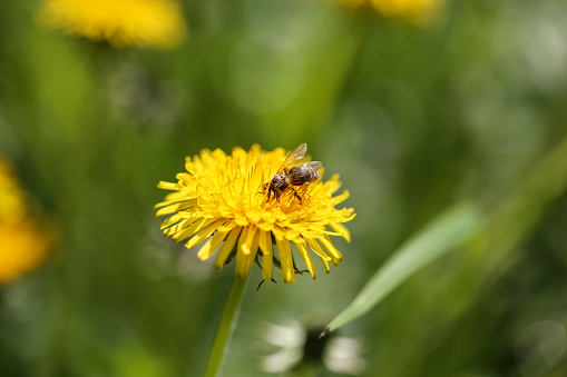 Bee on a dandelion flower.