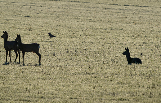 Roe deer in a field.