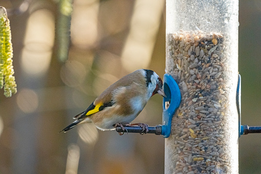 A goldfinch feeding on seed from a bird feeder.