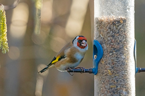 A goldfinch feeding on seed from a bird feeder.