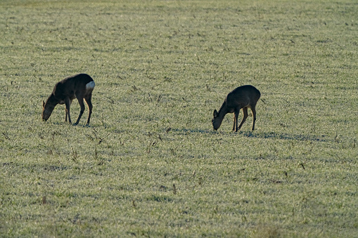 Two roe deer, capreolus capreolus, standing on field in warm spring sunlight. Roebuck looking on grass with doe drinking water. Pair of mammals looking on flood in springtime.