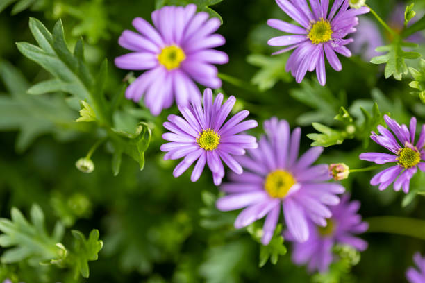 istock Chrysanthemum Wild Flower Pupple color 1461107953