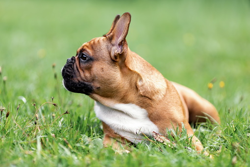 Profile view portrait of head and face of cute young french bulldog lying down on green grass at summer nature