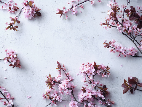 Cherry blossoms on concrete background. Flatlay with space for text. Spring mood concept