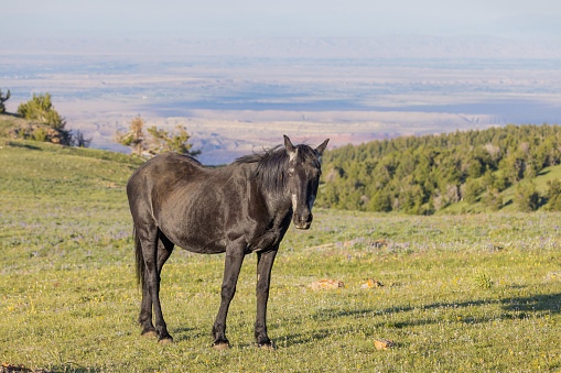 a beautiful wild horse in summer in the Pryor Mountains Montana