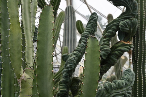 Stems of cactus in Latin called Pachycerus gaumeri growing in botanic garden. Composition of various cacti growing in tree shape with focus on the foreground.