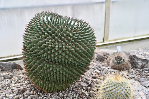 Cactus called in Latin Mammillaria carnea growing in a greenhouse. It is a single growing plant with geometrical areoles.The focus is in the middle of the photo and some copy space on the background.