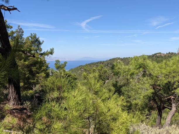 istock Looking across pine trees to the Aegean sea 1461111096