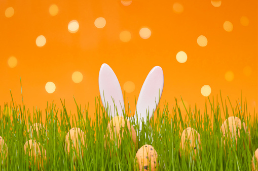 Bunch of eggs on green meadow and orange background. Template for web banner, party flyer or greeting card with copy space. Easter egg hunt. Bunny rabbit ears sticking out of the grass