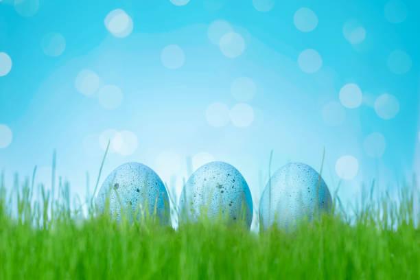 Decorated Easter blue eggs in grass. Concept of Easter egg hunt. Background, web banner or flyer with copy space for text
