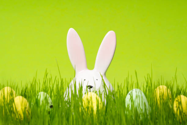 Easter Eggs hand painted with bunny face and ears in a row, spring daisy flowers isolated on white background