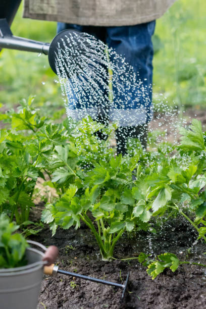 istock Celery are watered by worker in vegetable garden at summertime , vegetable growing in soil under water drops 1461111529