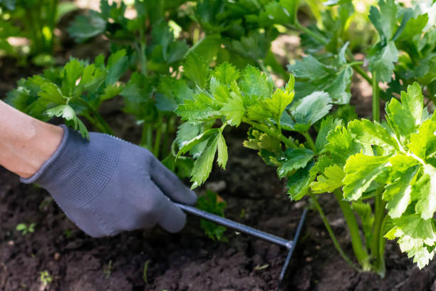 istock Gardener is working in vegetable garden at home, worker cares about growing celery 1461111543