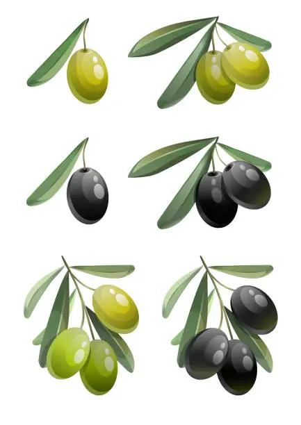 Vector illustration of Set of green and black olives with leaves. Hand drawn image of organic food.