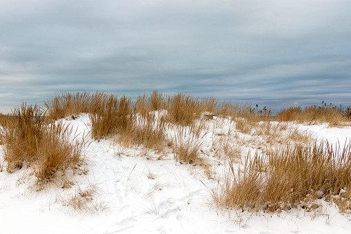 Beach grass on the shore of Lake Michigan