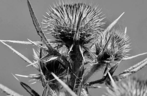 istock IMAGE BLACK & WHITE OF LESSER BURDOCK (Arctium Minus) - 

Common Burdock, Little Burdock, Button Burr,
Cuckoo-Button, Louse-Burr, Wild Rhubarb, Petite Bardane, Bardane Mineure, Rapace, Rhubarbe Sauvage, Toques, Wild Burdock, Bur 1461115315