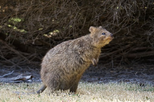 Marsupial inhabitant of Rottnest Island