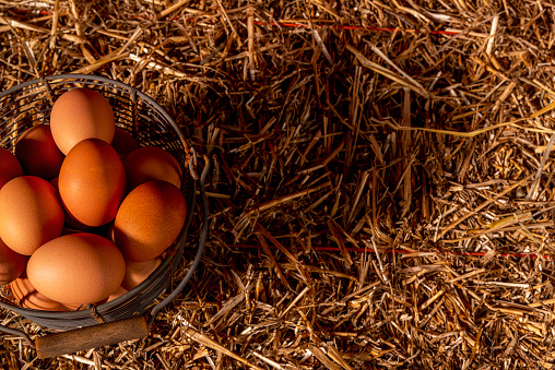 Looking down on a rusty vintage wire basket full of freshly collected brown eggs, sitting on a straw bale, with a shadow from the low morning sun.