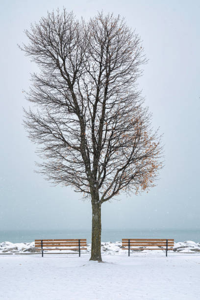 istock one tree and two chairs at lake michigan in snowday 1461116483