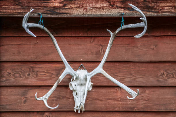 un crâne inhabituel de wapitis avec des bois ramifiés est accroché à l’extérieur d’un bâtiment rustique en bois - taxidermy deer cabin wall photos et images de collection