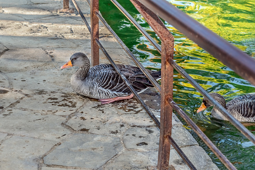 Two wild geese emerge from the lake onto the pavement in Ciutadella Park in Barelona, Spain