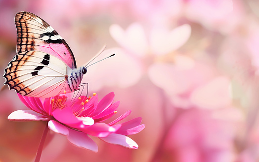 A butterfly visiting a pink dahlia flower