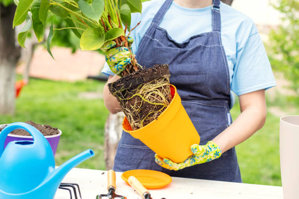 Woman in apron is transplanting plant into new pot outdoors Spring houseplant care. Woman in apron is transplanting plant into new pot outdoors. exposed tree roots stock pictures, royalty-free photos & images