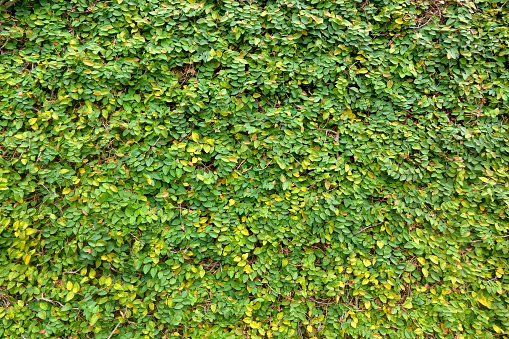 Green leaves plant background