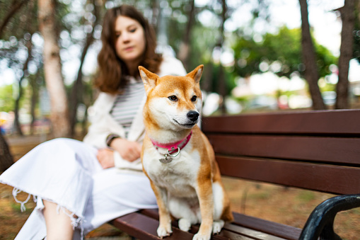 Young woman sitting at park bench with her shiba inu dog