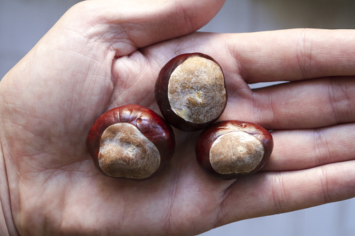 Three thai chestnuts on male hand