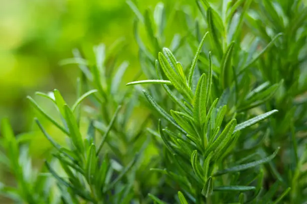 Close up Rosemary tree in pot in the garden.Fresh fragrant rosemary herb growing outdoor background