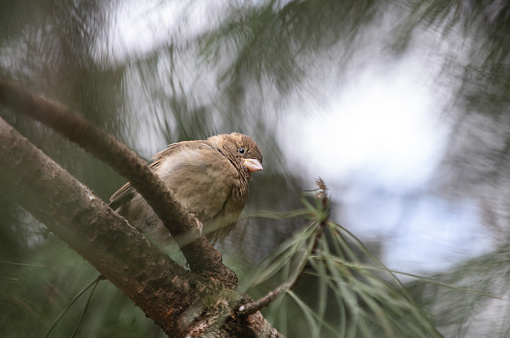 The house sparrow (Passer domesticus) is a bird of the sparrow family Passeridae, found in most parts of the world