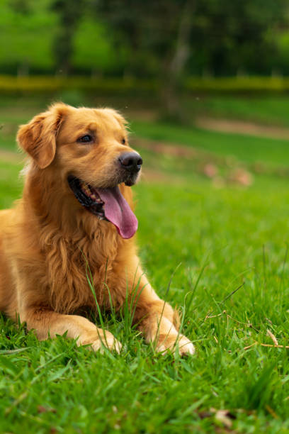 istock golden retriever dog 1461122841