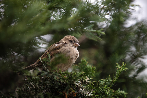 The house sparrow (Passer domesticus) is a bird of the sparrow family Passeridae, found in most parts of the world