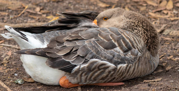 istock Photograph of a beautiful duck resting. 1461123595