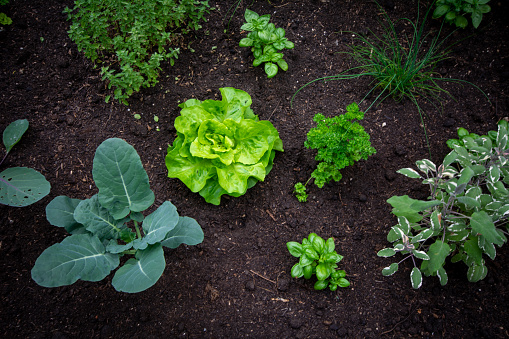 very small vegetable garden