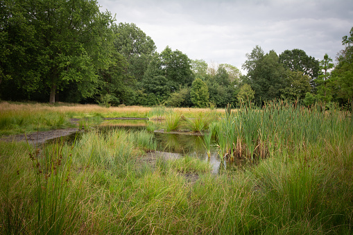 Grass pond near Regge river in Overijssel Province
