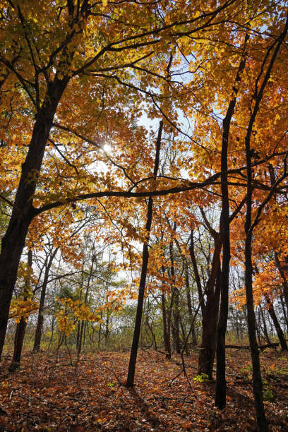 秋のハイキング - american beech ストックフォトと画像