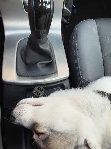 She sleeps in the car, in the front seat.