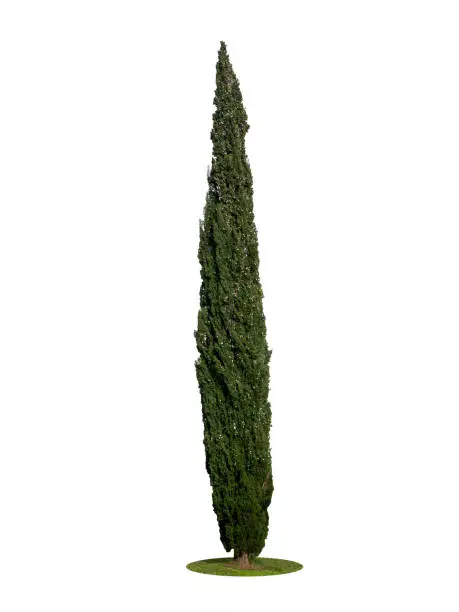 Lonely standing green pyramid Cupressus sempervirens tree isolated on white