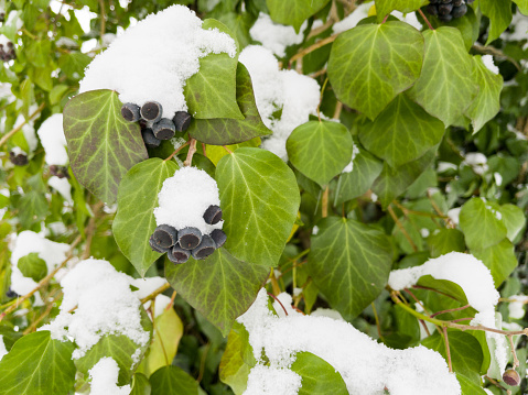 Close-up of snow covered green ivy plant leaves with black berries growing up a tree trunk. \nThis image was taken with a mobile phone.