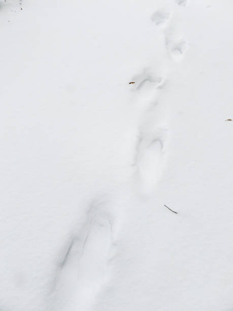 istock Human footprints in the snow close-up view. Snow texture with foot prints. 1461128830