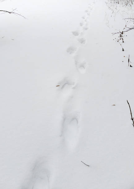 istock Human footprints in the snow close-up view. Snow texture with foot prints. 1461128958