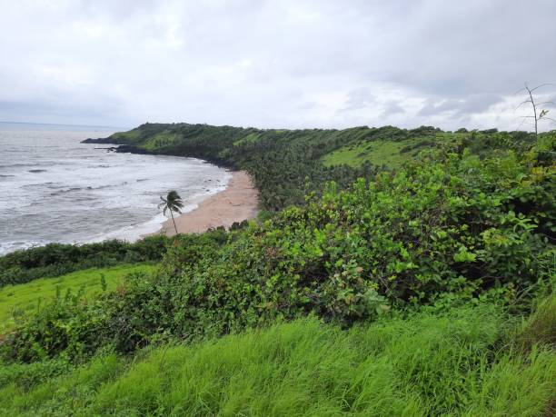 istock green grass cover goa beach. goa beach in monsoon. 1461129113